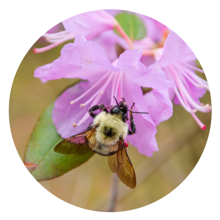 a bee on a pink flower