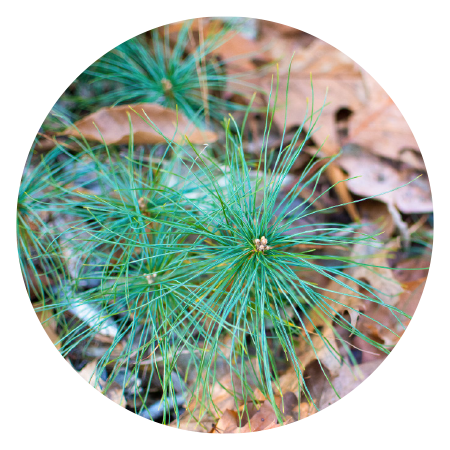 pine seedling