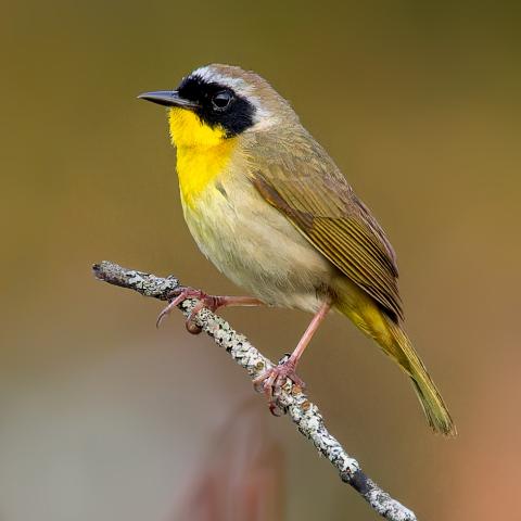 Common yellow throat