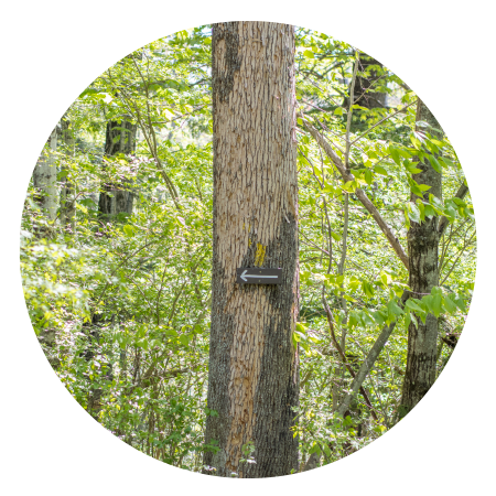 a tree impacted by emerald ash borer with missing bark