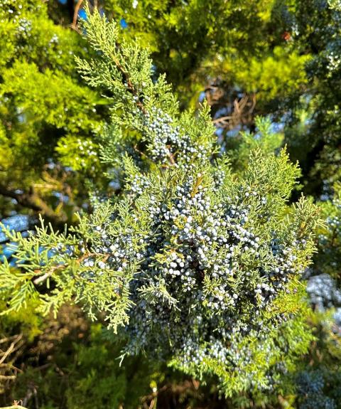 Blue berries with green branches