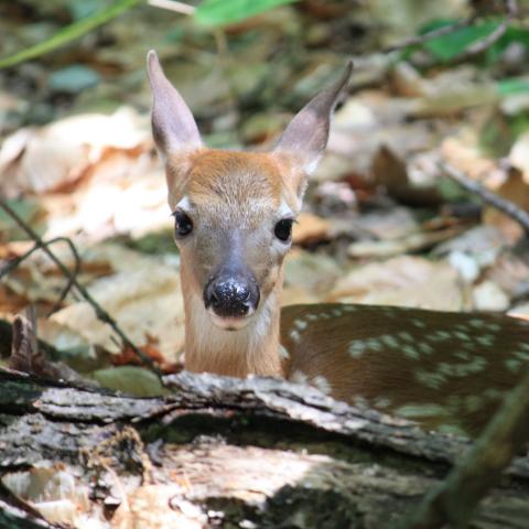 deer fawn