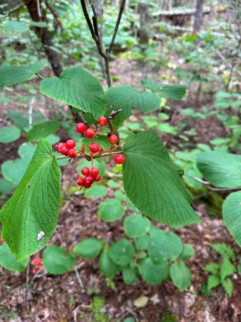 Red berries with green leaves