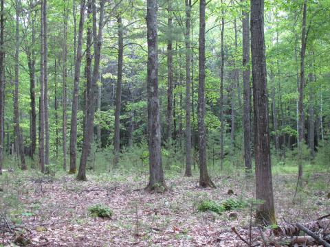 trees in the woods