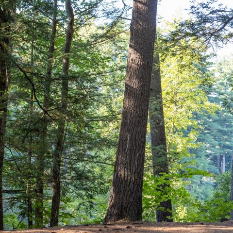 large tree in the forest