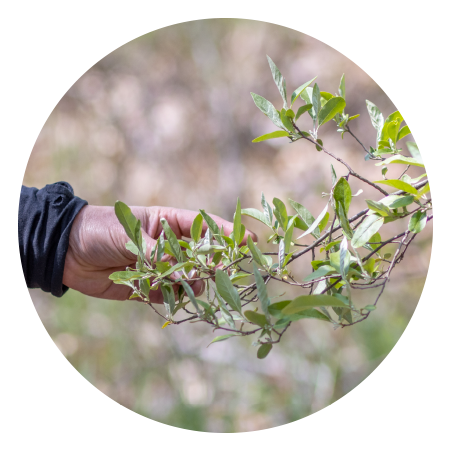 a hand touching an invasive plant