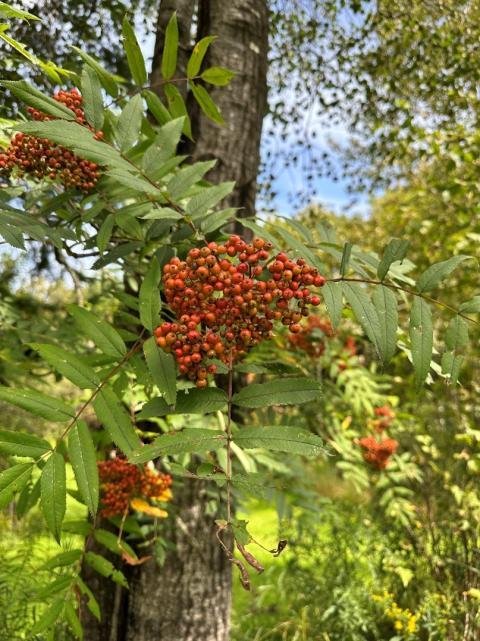 Orange berries with green leaves 