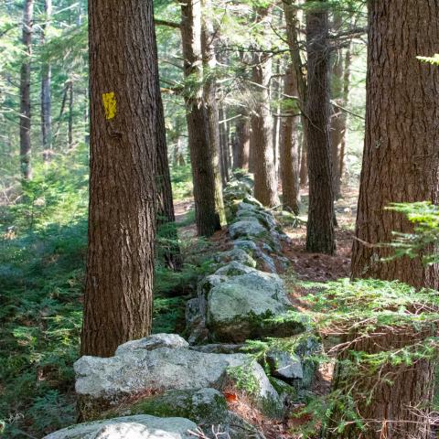 stone wall in the woods