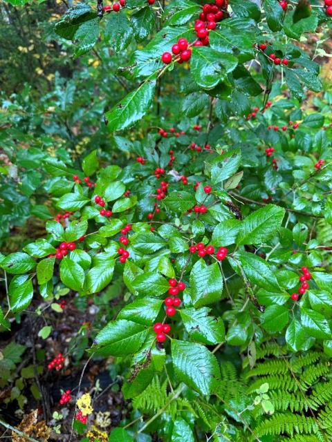 Red berries with green leaves