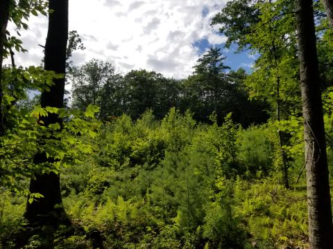 New growth following timber harvest