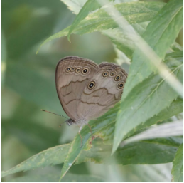 Appalachian brown butterfly