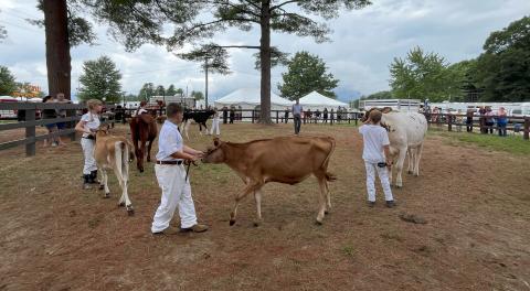 4-H Dairy Show