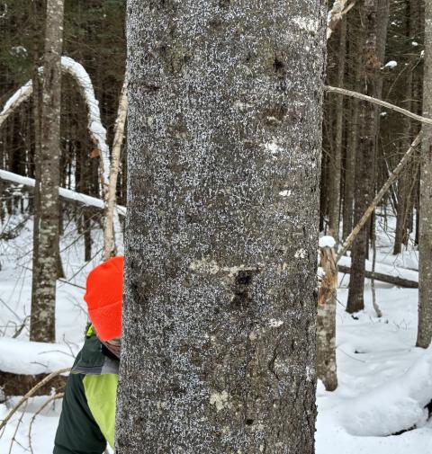 Tree with balsam woolly adelgid infestation