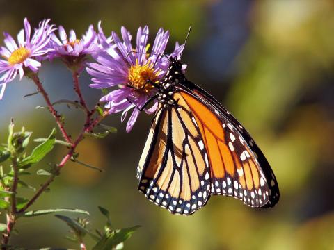 Butterfly on a flower