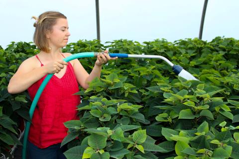 Young woman watering plants in a commercial greenhouse.