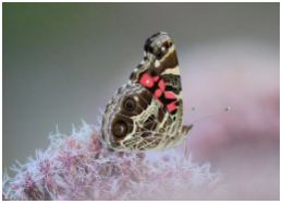 american lady butterfly