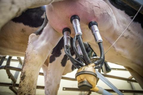 underneath view of a cow's udder with milking machine on