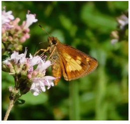 Mulberry winged butterfly