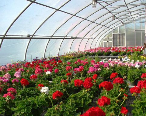 Colorful geranium plants inside a greenhouse.