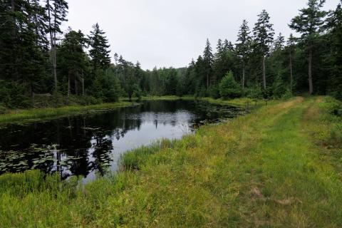 Beaver pond