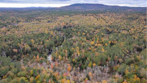 forest corridors for wildlife