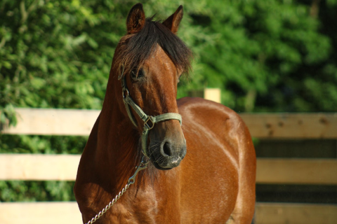 Monty a rescue horse