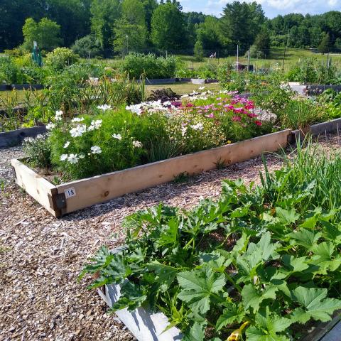 Raised bed community gardens sq- Wagon Hill Durham NH