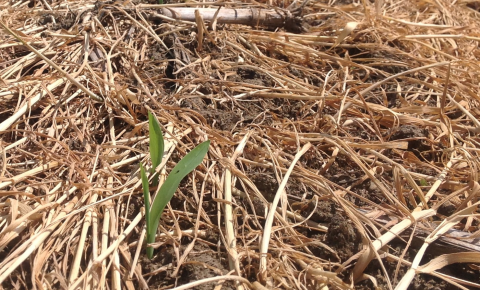 cover crop no till