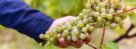hand holding grapes on the vine