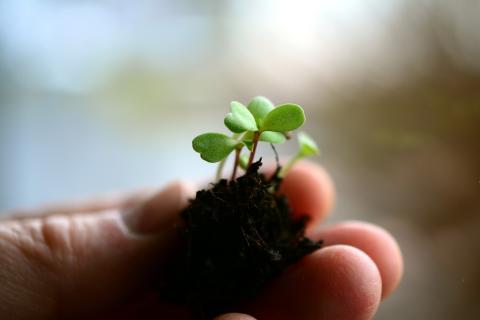 hand holding a clump of soil with a few sprouted seedlings growing from it