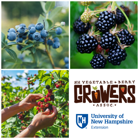blueberries, blackberries, raspberries, logo for NHVBGA and UNH Extension