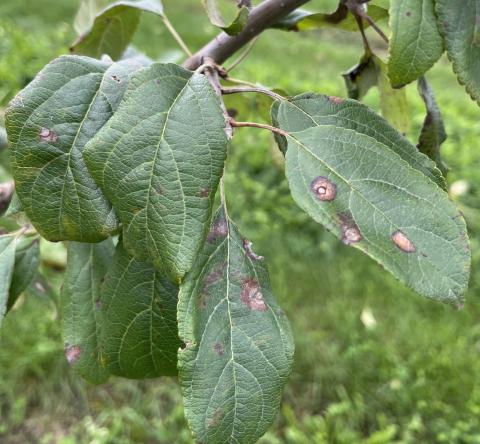 Figure 1. Leaf symptoms with frog-eye concentric lesions with a tan center and dark margins.