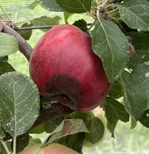 Figure 2. Black rot on fruit that often begins at the blossom end.