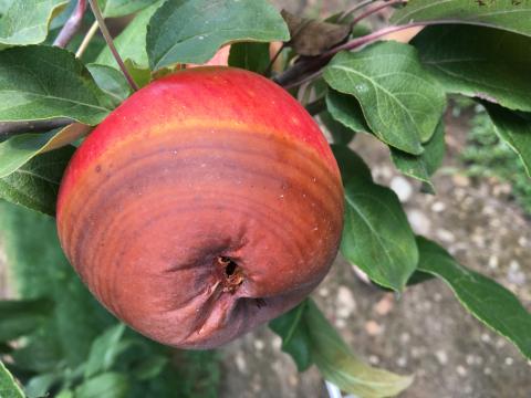 Figure 3. Black rot on fruit with concentric rings.