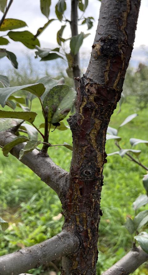Figure 4. Black rot canker on tree trunk.