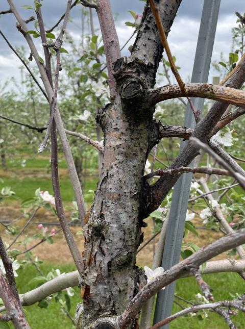 Figure 5. Black rot canker showing dry, blistery, and peeling lesions.
