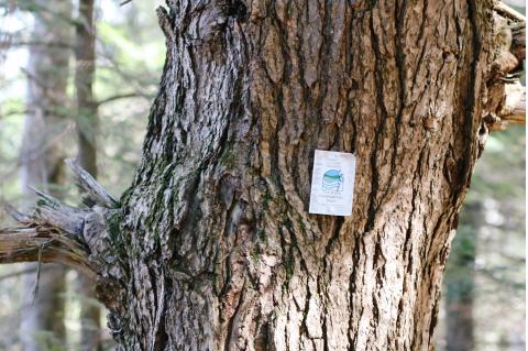 Easement Boundary Marker on Tree