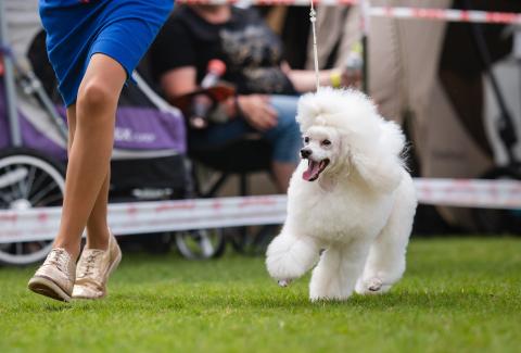 poodle running with owner in a dog show