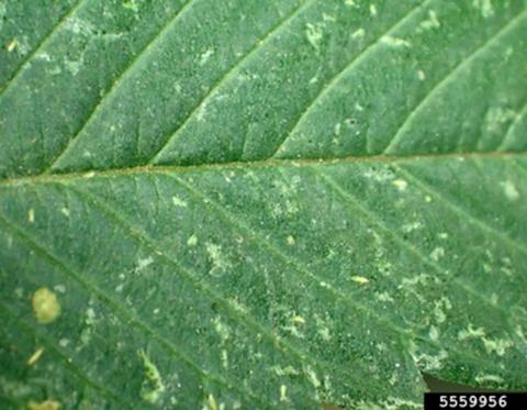 Thrips damage to hemp (Whitney Cranshaw, Colorado State University, Bugwood.org).