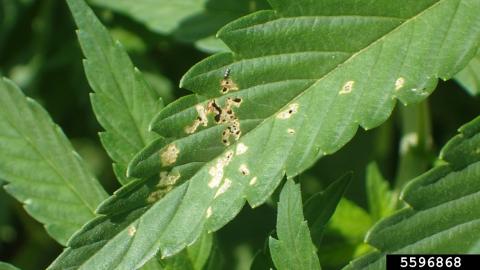 Flea beetle damage to hemp (Whitney Cranshaw, Colorado State University, Bugwood.org).