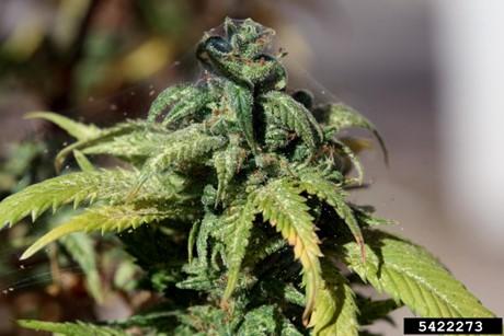 TSSM bud infestation (Whitney Cranshaw, Colorado State University, Bugwood.org).