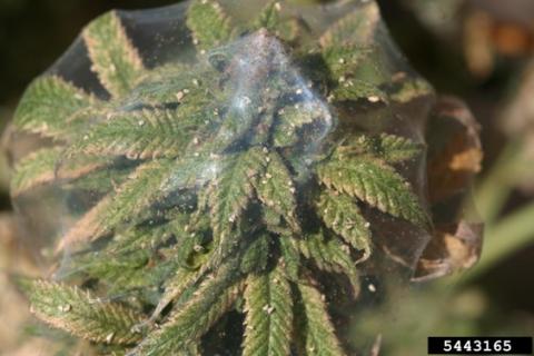 Severe TSSM infestation on indoor-grown hemp plant with clear webbing (Whitney Cranshaw, Colorado State University, Bugwood.org).