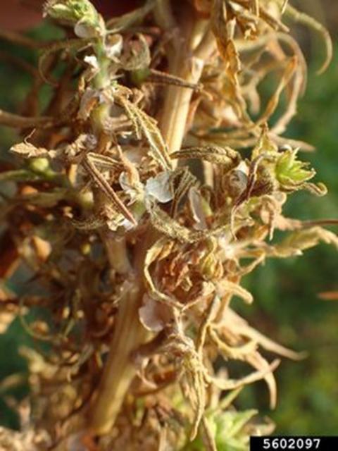 Seed damage from birds (Whitney Cranshaw, Colorado State University, Bugwood.org).