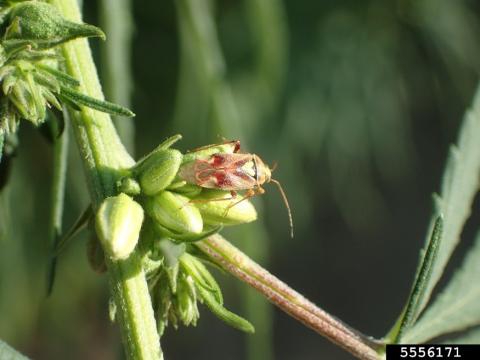 Adult tarnished plant bug on hemp (Whitney Cranshaw, CSU, Bugwood.org).