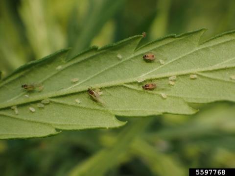 Multiple life stages of cannabis aphid (Melissa Schreiner, Colorado State University, Bugwood.org).