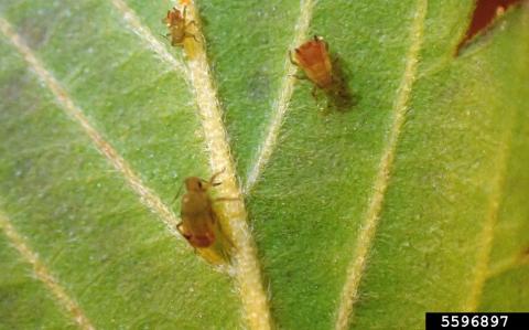 Rice root aphid nymphs on a green leaf (Whitney Cranshaw, Colorado State University, Bugwood.org).