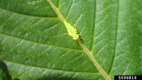 Potato leafhopper nymph on hemp (Whitney Cranshaw, Colorado State University, Bugwood.org).