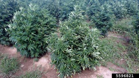Foliar symptoms of hopperburn (Whitney Cranshaw, Colorado State University, Bugwood.org).