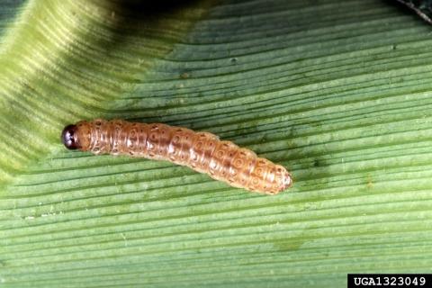 European corn borer (Keith Weller, USDA Agricultural Research Service, Bugwood.org).