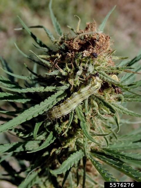 Corn earworm caterpillar and associated bud damage (Whitney Cranshaw, Colorado State University, Bugwood.org).